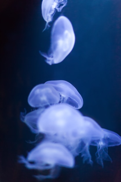medusas en el agua