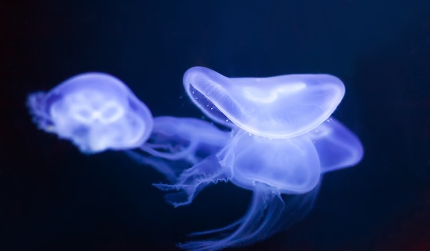 medusas en aguas profundas y oscuras