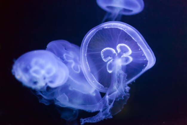 medusas en aguas profundas y oscuras