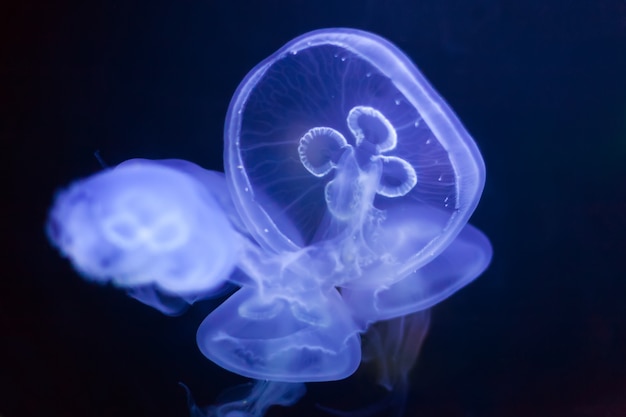 Foto gratuita medusas comunes