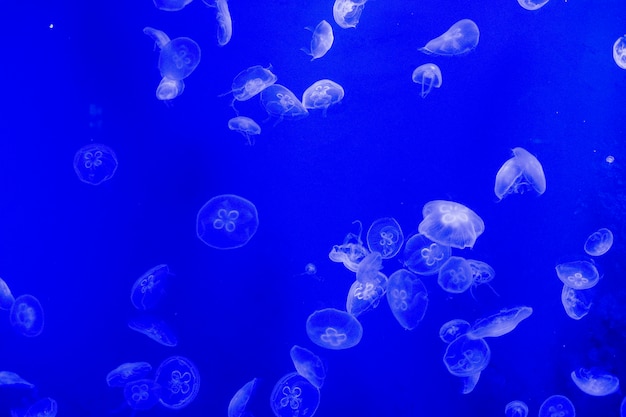 medusas en tanque de agua