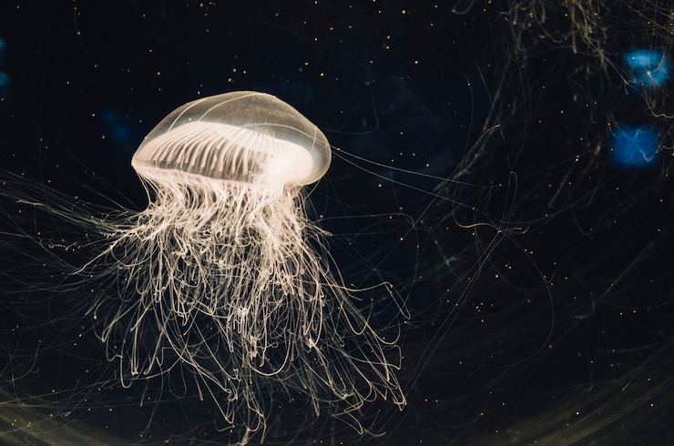 Foto gratuito medusas en tanque de agua