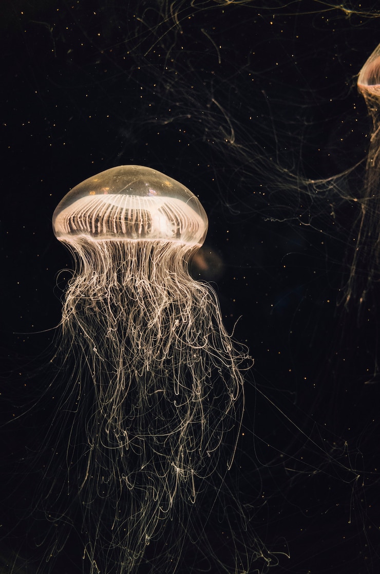 Foto gratuito medusas en tanque de agua