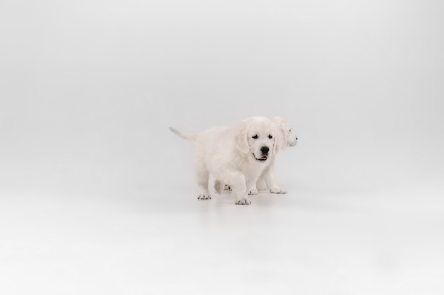 Mejor amiga. Golden retrievers crema inglesa posando. Lindos perritos juguetones o mascotas de raza pura se ven lindos aislados en la pared blanca. Concepto de movimiento, acción, movimiento, perros y mascotas aman. Copyspace.