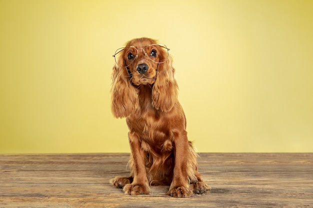 Mejor maestro. Perro joven cocker spaniel inglés está planteando. Lindo perrito marrón juguetón o mascota sentada en gafas aisladas en la pared amarilla. Concepto de movimiento, acción, movimiento, amor de mascotas. Se ve bien.