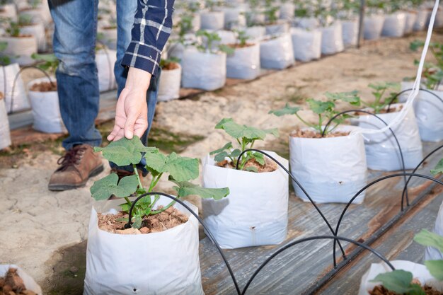 Melón verde joven o melón que crece en el invernadero