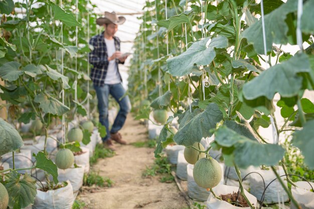 Melón verde joven o melón que crece en el invernadero