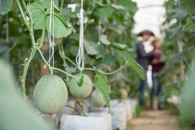 Melón verde joven o melón que crece en el invernadero