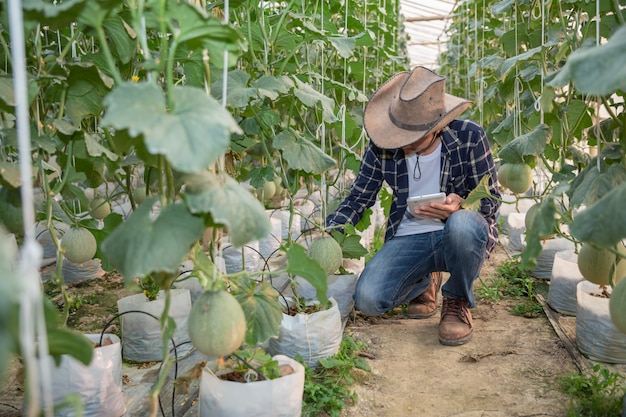 Melones en el jardín, hombre de Yong que sostiene el melón en una granja de melones en invernadero.