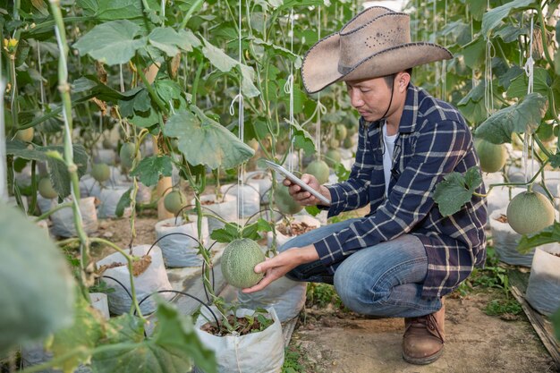 Melones en el jardín, hombre de Yong que sostiene el melón en una granja de melones en invernadero.