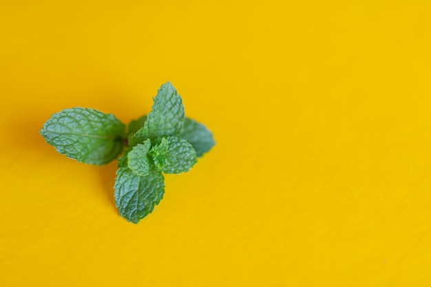 Menta colocada sobre un fondo amarillo.