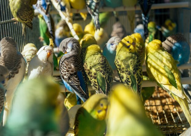 Mercado de aves - Montón de periquitos