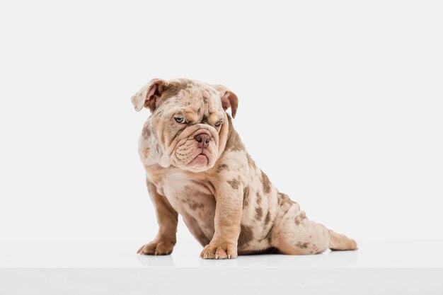 Merle Bulldog Francés jugando sobre fondo blanco de estudio