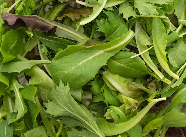 Mezcla de ensalada con rucola, frisee, radicchio y lechuga de cordero