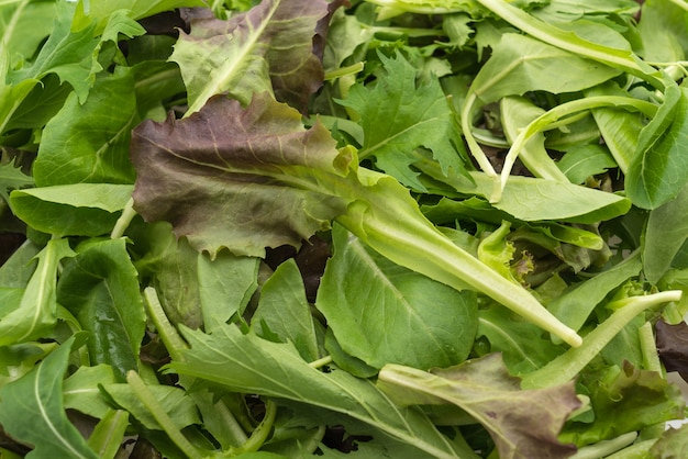 Foto gratuita mezcla de ensalada con rucola, frisee, radicchio y lechuga de cordero