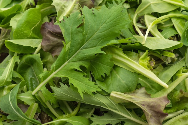 Mezcla de ensalada con rucola, frisee, radicchio y lechuga de cordero