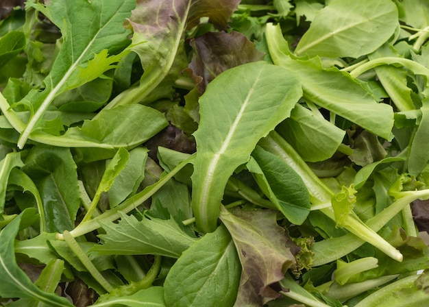 Mezcla de ensalada con rucola, frisee, radicchio y lechuga de cordero