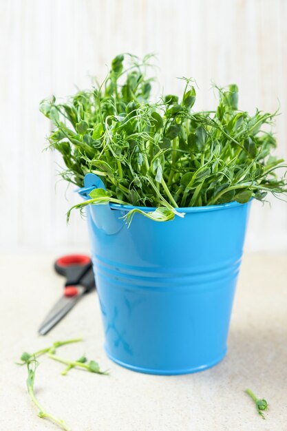 Micro verdes. Brotes de guisantes de nieve cortados y listos para comer