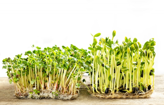 Micro verdes. Semillas de girasol germinadas y brotes de rábano