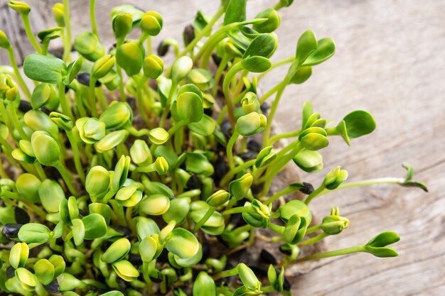 Micro verdes. Semillas de girasol germinadas, de cerca.