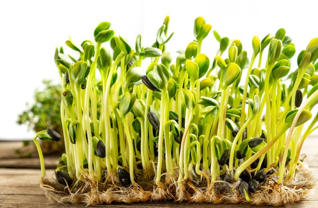 Micro verdes. Semillas de girasol germinadas, de cerca.