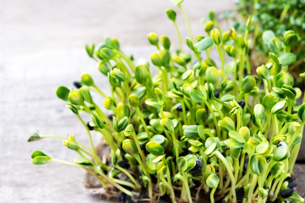 Micro verdes. Semillas de girasol germinadas, de cerca.