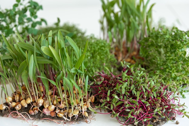 Microgreens con germinación de semillas y raíces de microgreens