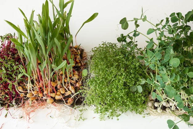 Foto gratuita microgreens con germinación de semillas y raíces de microgreens