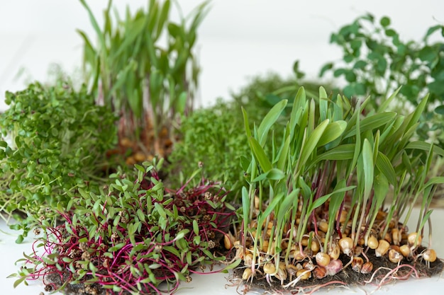 Foto gratuita microgreens con germinación de semillas y raíces de microgreens