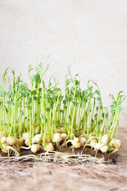 Microgreens. Los guisantes germinados crecientes cierran la visión.