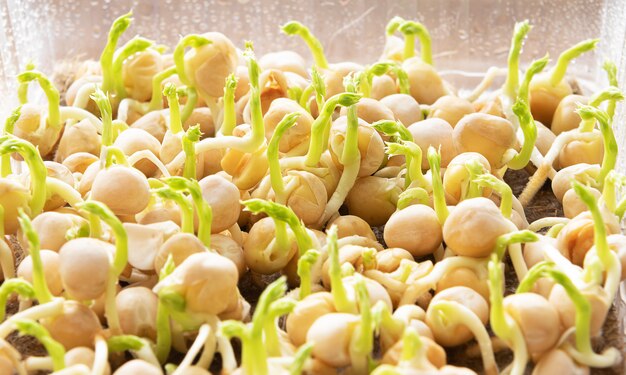 Microgreens. Los guisantes germinados crecientes cierran la visión.