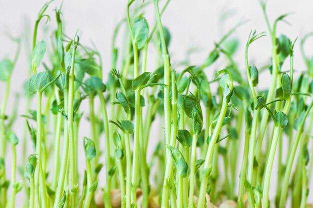 Microgreens. Los guisantes germinados crecientes cierran la visión.