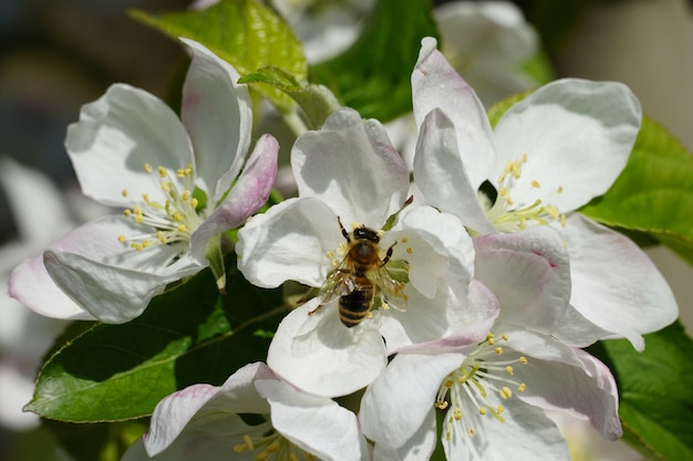 Miel de abeja sobre una flor blanca