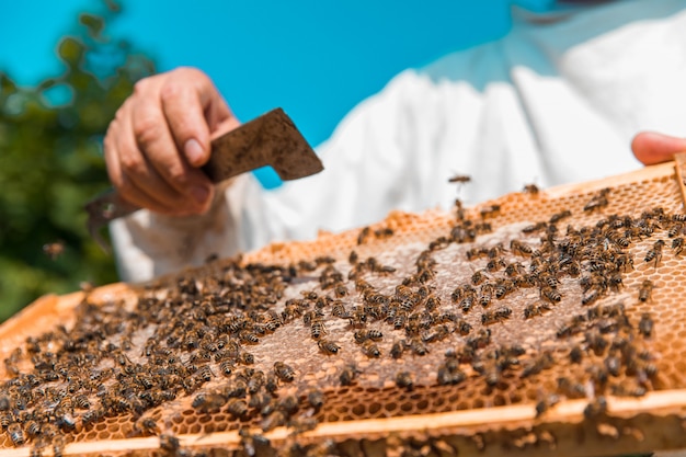 Miel de abejas en una colmena de madera. Foto de alta calidad