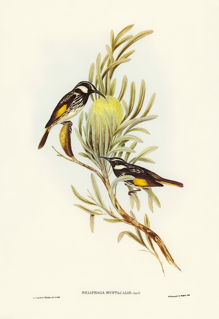 Miel de bigotes (Meliphaga mystacalis) ilustrado por Elizabeth Gould