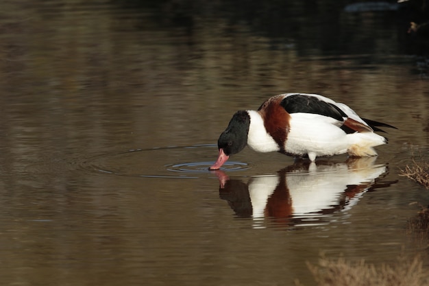 Migrante otoñal Shelduck común