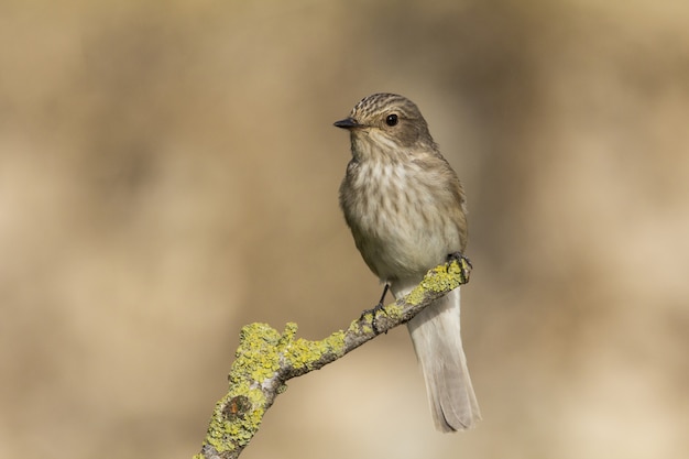 Migrante de primavera Papamoscas manchado Muscicapa striata