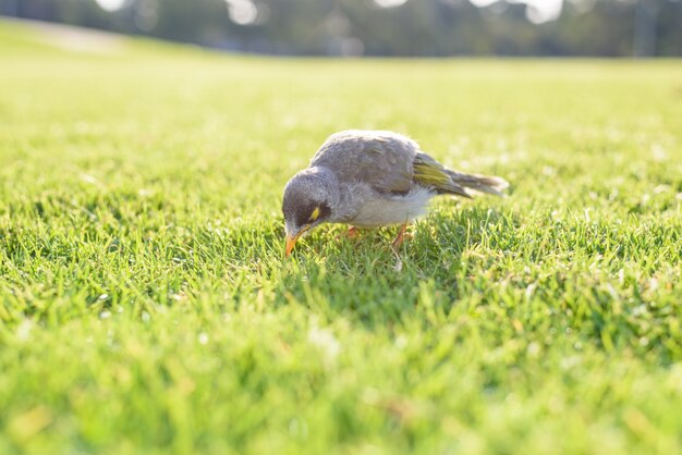 Mina ruidosa australiana del pájaro nativo en la hierba, fondo borroso de la naturaleza.