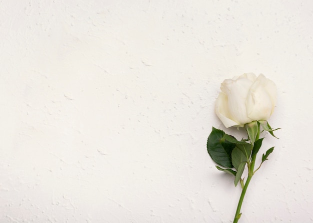Foto gratuita minimalista hermosa rosa blanca con fondo de espacio de copia