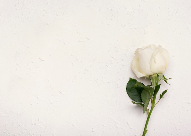 Minimalista hermosa rosa blanca con fondo de espacio de copia