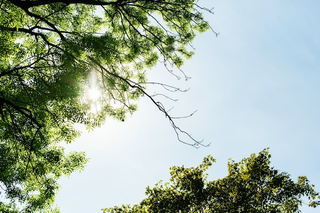 Mira desde abajo a sol brillando a través de las ramas de los árboles