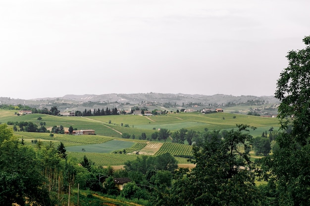 Mira desde los árboles altos en un hermoso paisaje de árboles verdes