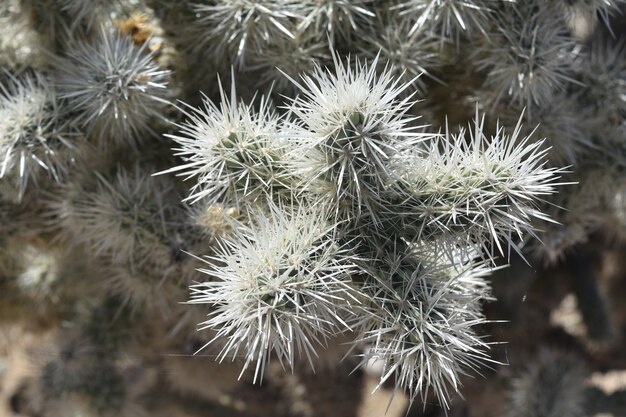 Mira de cerca las espinas de un cactus cholla.