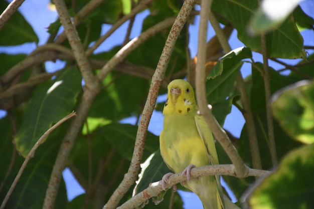 Mira de cerca a un periquito amarillo en una rama.