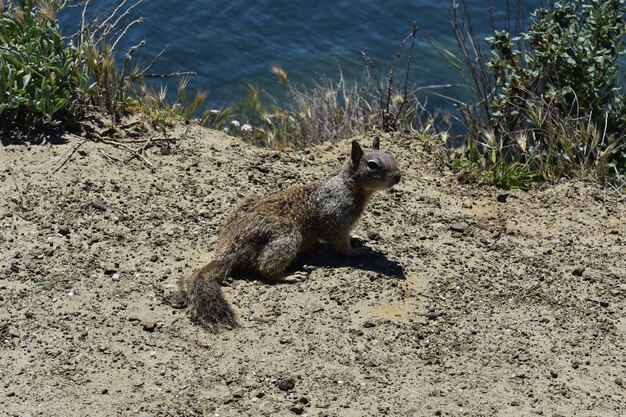 Mirada salvaje a una ardilla de tierra colgando en la playa.