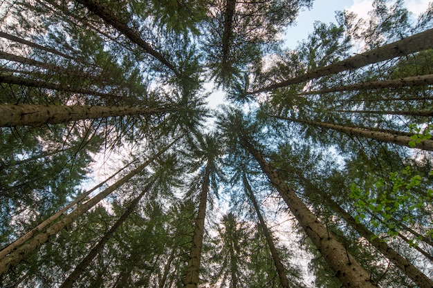 Mirando hacia arriba en el bosque