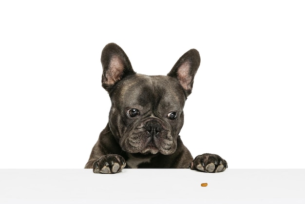 Mirando en la comida Lindo Bulldog Francés negro posando aislado sobre fondo blanco studio