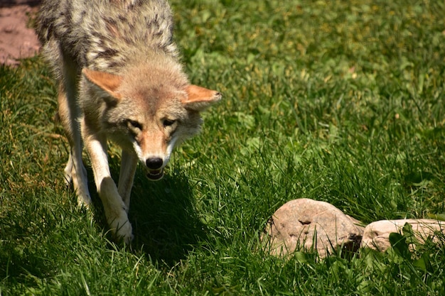 Mirando directamente a la cara de un coyote en el verano
