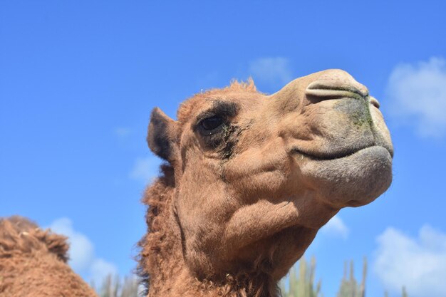 Mirando directamente a la cara de un lindo camello.