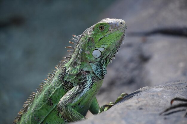 Mirando en el ojo de una iguana verde